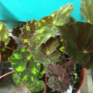 Begonia Kit Kat Live Plant - 4 inch Pot - Rare Tropical Shade Loving Houseplant - Image 2