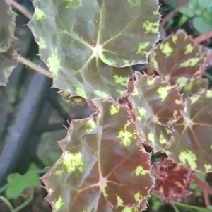 Begonia Kit Kat Live Plant - 4 inch Pot - Rare Tropical Shade Loving Houseplant - Image 3
