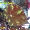 Begonia Kit Kat Live Plant - 4 inch Pot - Rare Tropical Shade Loving Houseplant - Image 1