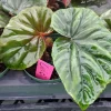 Begonia Lewisii Live Plant – 3.25 inch Pot Starter Plant – Indoor/Outdoor - Image 1
