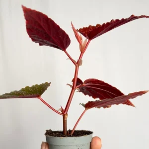 Begonia Maculata Pink Spot Live Plant - 3.25'' Pot - Easy Care Indoor Plant - Image 2