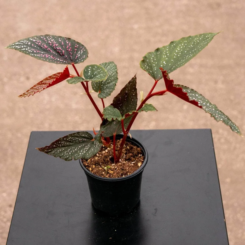 Begonia Maculata Pink Spot Live Plant - 3.25'' Pot - Easy Care Indoor Plant - Image 3