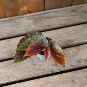 Begonia Maculata Pink Spot Live Plant - 3.25'' Pot - Easy Care Indoor Plant - Image 4