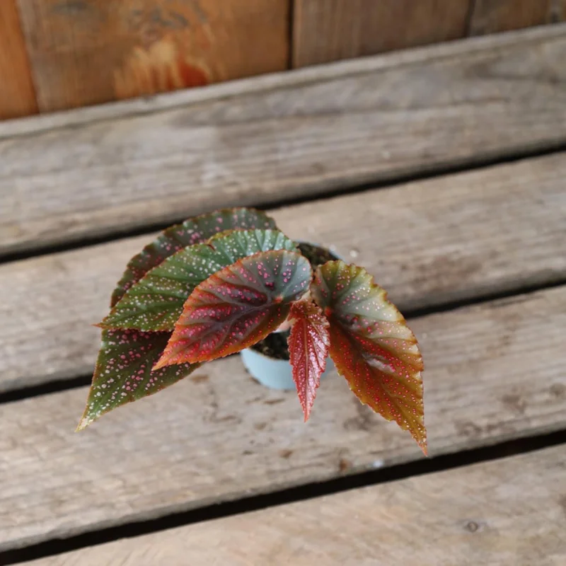 Begonia Maculata Pink Spot Live Plant - 3.25'' Pot - Easy Care Indoor Plant - Image 4
