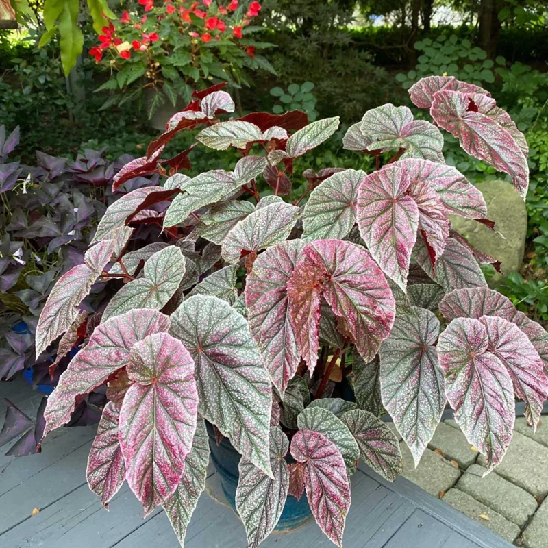 Begonia Maculata Pink Spot Live Plant - 3.25'' Pot - Easy Care Indoor Plant - Image 5