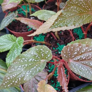 Begonia Maculata Pink Spot Live Plant - 3.25'' Pot - Easy Care Indoor Plant - Image 6