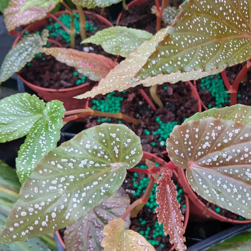 Begonia Maculata Pink Spot Live Plant - 3.25'' Pot - Easy Care Indoor Plant - Image 6