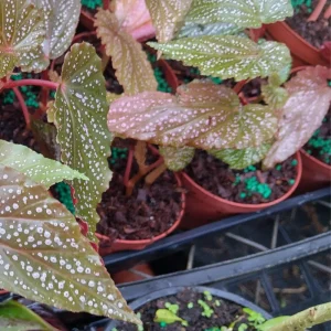Begonia Maculata Pink Spot Live Plant - 3.25'' Pot - Easy Care Indoor Plant - Image 7