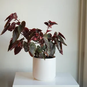 Begonia Maculata Pink Spot Live Plant - 3.25'' Pot - Easy Care Indoor Plant - Image 8