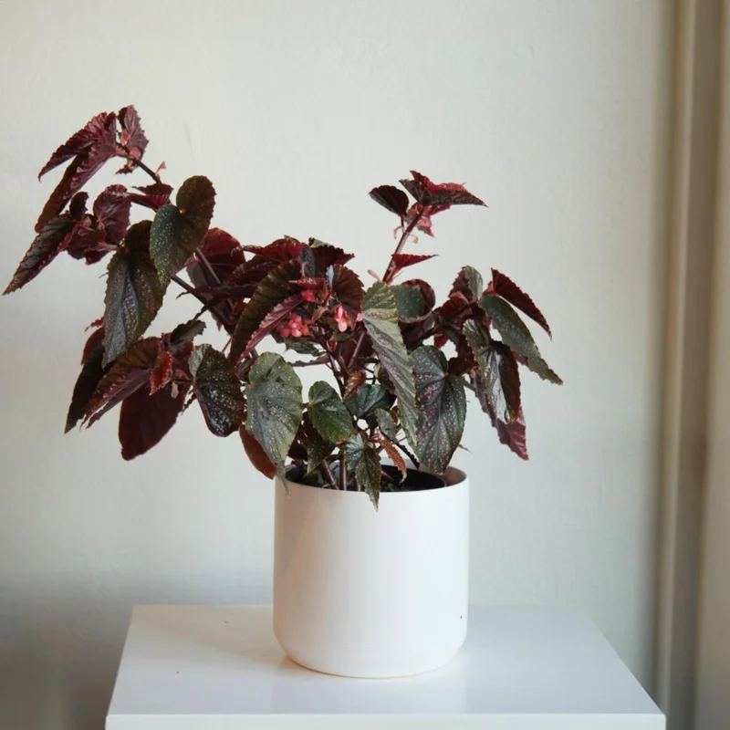 Begonia Maculata Pink Spot Live Plant - 3.25'' Pot - Easy Care Indoor Plant - Image 8