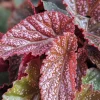 Begonia Maculata Pink Spot Live Plant - 3.25'' Pot - Easy Care Indoor Plant - Image 1