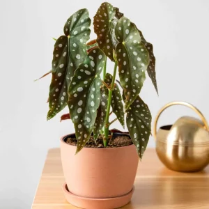 Begonia Maculata White Spot Live Plant – 3 inch Pot – Indoor - Image 2