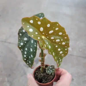 Begonia Maculata White Spot Live Plant – 3 inch Pot – Indoor - Image 3