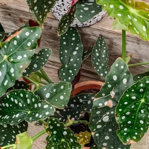 Begonia Maculata White Spot Live Plant – 3 inch Pot – Indoor - Image 4