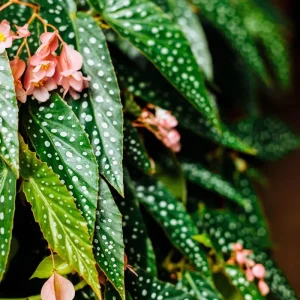 Begonia Maculata White Spot Live Plant – 3 inch Pot – Indoor - Image 1