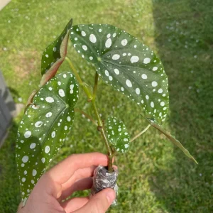 Begonia Maculata White Spot Live Plant – 3 inch Pot – Indoor - Image 5
