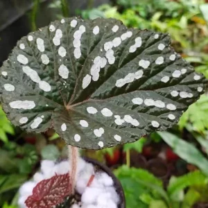 Begonia Maculata White Spot Live Plant – 3 inch Pot – Indoor - Image 6