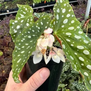 Begonia Maculata White Spot Live Plant – 3 inch Pot – Indoor - Image 7