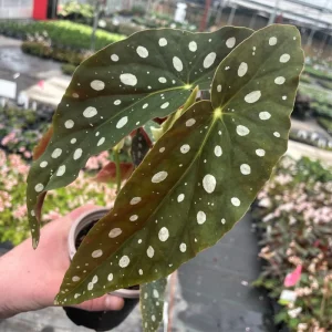 Begonia Maculata White Spot Live Plant – 3 inch Pot – Indoor - Image 8