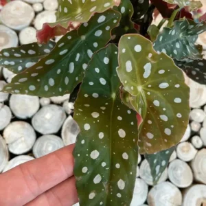 Begonia Maculata White Spot Live Plant – 3 inch Pot – Indoor - Image 9