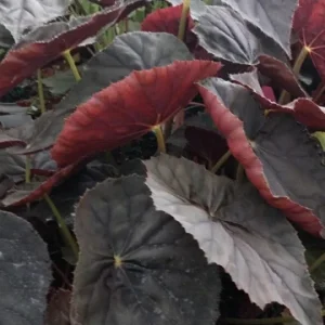 Begonia Plum Gorgeous Live Plant – 4 inch Pot – Rare Tropical Houseplant – Shade Loving - Image 2