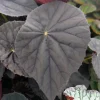Begonia Plum Gorgeous Live Plant – 4 inch Pot – Rare Tropical Houseplant – Shade Loving - Image 1