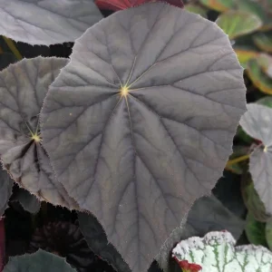 Begonia Plum Gorgeous Live Plant – 4 inch Pot – Rare Tropical Houseplant – Shade Loving - Image 1
