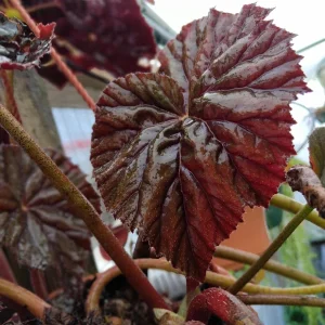 Begonia Plum Gorgeous Live Plant – 4 inch Pot – Rare Tropical Houseplant – Shade Loving - Image 3