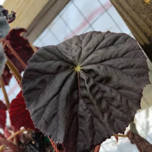 Begonia Plum Gorgeous Live Plant – 4 inch Pot – Rare Tropical Houseplant – Shade Loving - Image 4