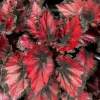 Begonia Red Robin Live Plant - 4-6" Tall - Red Foliage Indoor Houseplant - Image 1