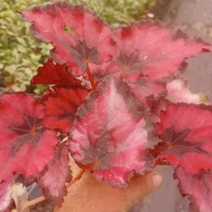 Begonia Red Robin Live Plant 4" Pot - Rare Tropical Shade Lover - Image 2