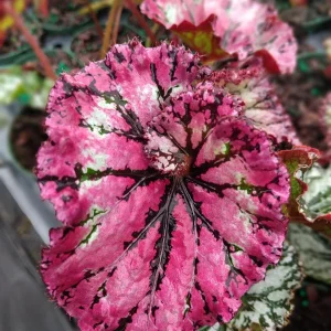 Begonia SL Jubilation Live Plant – 3.25 inch Pot – Indoor Houseplant - Image 1