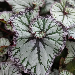 Begonia SL Jubilation Live Plant – 3.25 inch Pot – Indoor Houseplant - Image 2