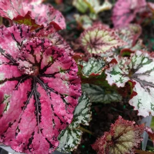 Begonia SL Jubilation Live Plant – 3.25 inch Pot – Indoor Houseplant - Image 3