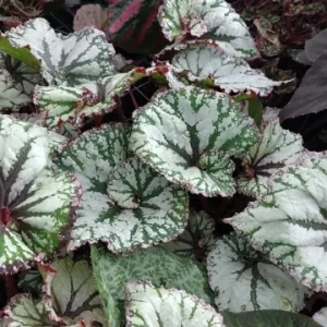 Begonia SL Jubilation Live Plant – 3.25 inch Pot – Indoor Houseplant - Image 4