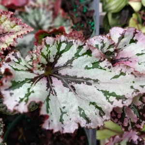 Begonia SL Jubilation Live Plant – 3.25 inch Pot – Indoor Houseplant - Image 5