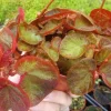 Begonia Trailing Manaus Live Plant - 4" Pot, Rare Tropical Shade Plant - Image 1