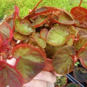 Begonia Trailing Manaus Live Plant - 4" Pot, Rare Tropical Shade Plant - Image 1