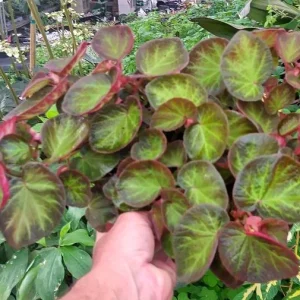 Begonia Trailing Manaus Live Plant - 4" Pot, Rare Tropical Shade Plant - Image 2
