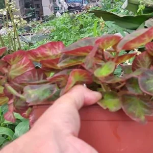 Begonia Trailing Manaus Live Plant - 4