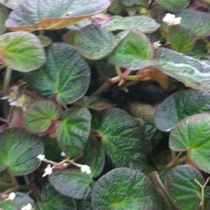 Begonia Trailing Manaus Live Plant - 4