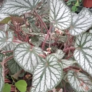 Begonia U-400 Live Starter Plant - 4" Pot, Rare Tropical, Shade Loving - Image 2