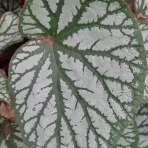 Begonia U-400 Live Starter Plant - 4" Pot, Rare Tropical, Shade Loving - Image 1