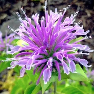 Bergamot Monarda Autumn Mix Seeds - 50+ Bee Balm Perennial Hummingbird Plant - Image 2