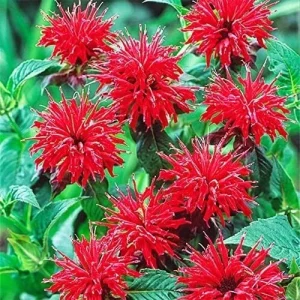 Bergamot Monarda Autumn Mix Seeds - 50+ Bee Balm Perennial Hummingbird Plant - Image 3