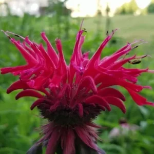 Bergamot Monarda Autumn Mix Seeds - 50+ Bee Balm Perennial Hummingbird Plant - Image 4