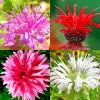 Bergamot Monarda Autumn Mix Seeds - 50+ Bee Balm Perennial Hummingbird Plant - Image 1