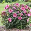Berry Awesome Hardy Hibiscus Live Plant - Lavender Pink Flowers - 2.5 x 3.5 Inch Pot - Image 1