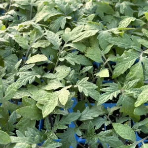 Big Beef Tomato Live Plants - 4 Pack, 6-10 inches, 60+ Days Old, Outdoor - Image 1