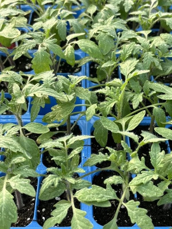 Big Boy Tomato Live Plants - 2 Pack, 6-10 inches, Determinate - Image 1